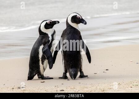 Afrikanisches Pinguinpaar (Spheniscus demersus) am Boulders Beach in Simon's Town, in der Nähe von Kapstadt, Südafrika Stockfoto