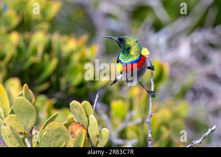 Männlicher südlicher Doppelkragen-Sonnenvogel (Cinnyris chalybeus) in Cape Point im Naturschutzgebiet Kap der Guten Hoffnung bei Kapstadt, Südafrika Stockfoto