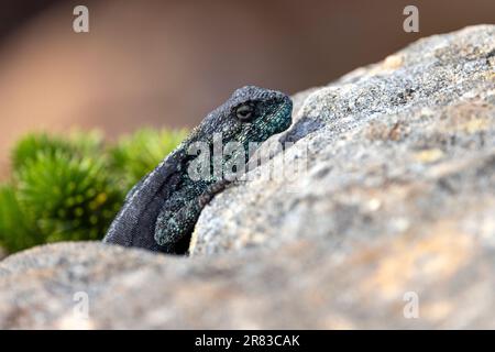 Südliche Felsenagama (Agama atra) am Cape Point im Kap der Guten Hoffnung Nationalpark - in der Nähe von Kapstadt, Südafrika Stockfoto