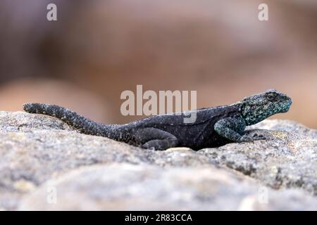 Südliche Felsenagama (Agama atra) am Cape Point im Kap der Guten Hoffnung Nationalpark - in der Nähe von Kapstadt, Südafrika Stockfoto