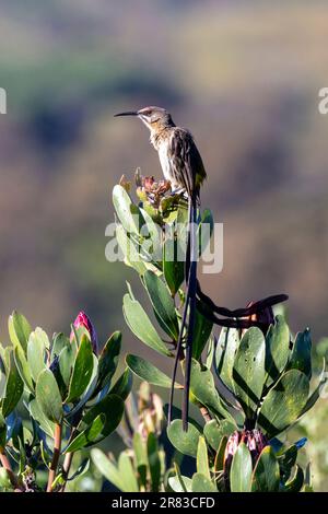 Cape Sugarbird (Promerops cafer) - Kirstenbosch National Botanical Garden - Kapstadt, Südafrika Stockfoto