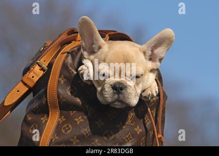 Französische Bulldogge, 12 Wochen alt, sitzt in einem Rucksack an der Wand und schläft. Blauer Himmel im Hintergrund Stockfoto