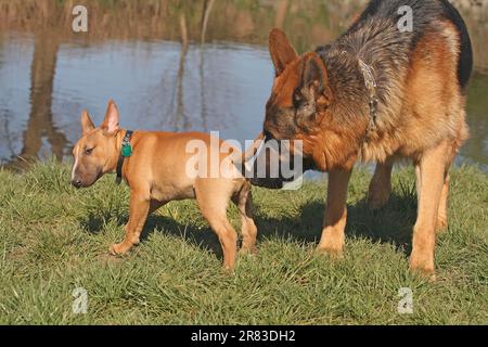 Deutscher Schäferhund riecht Bullenterrier Welpe, 14 Wochen alt, auf Anus Stockfoto