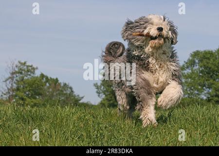 Bobtail läuft mit einem Stock im Mund über die Wiese Stockfoto