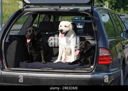 3 Labrador Retrievers sitzen im Kofferraum des Autos Stockfoto