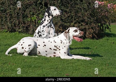 2 Grauwolf (Canis lupus) f. familiaris Stockfoto