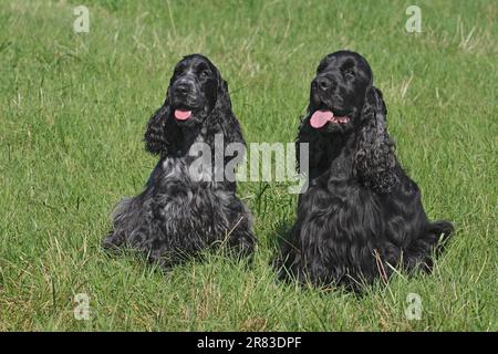 2 Cocker Spaniels, weiblich in Blau und Weiß, männlich in Schwarz, sitzen nebeneinander auf der Wiese Stockfoto