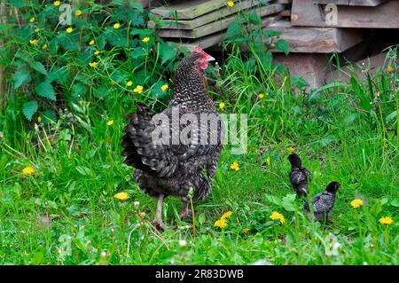 Hühner mit Küken, Hähnchen (Gallus gallus domesticus) Stockfoto