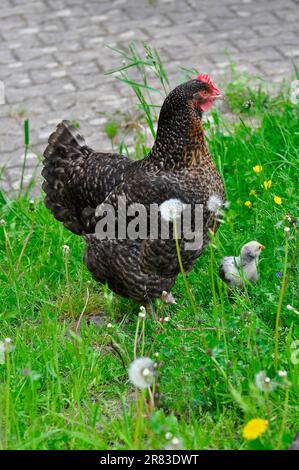 Hühner mit Küken, Hähnchen (Gallus gallus domesticus) Stockfoto