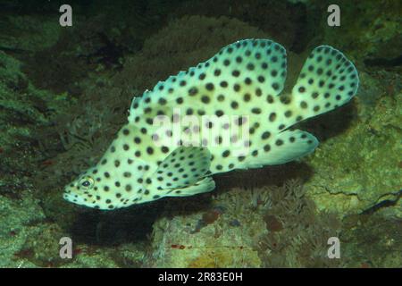 Paddlefish Buckelpanther Zackenbarsch (Cromileptes altivelis) Stockfoto