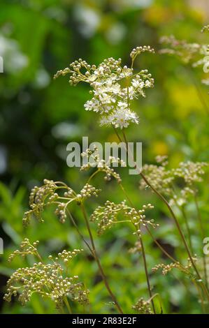 Heilpflanze: Meadowsweet (Filipendula ulmaria) in Blüte, echter Meadowsweet Rosengarten in Oberderdingen Stockfoto