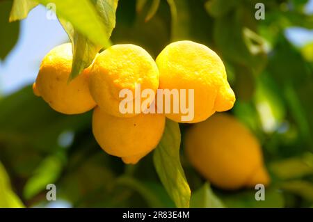 Reife Zitronen (Citrus x limon) auf dem Baum, Zitrone, Zitrone, Limette Rosengarten in Oberderdingen Stockfoto