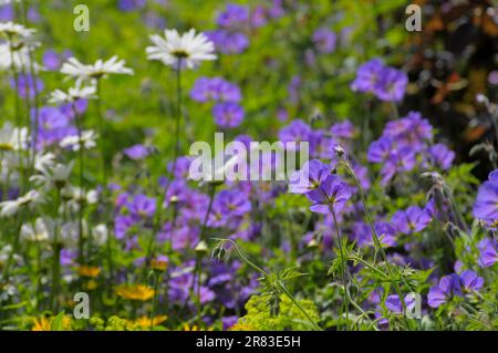 Blauer Drüsenkranich (Geranium platypetalum), herrlicher Cranesbill Rosengarten in Oberderdingen Stockfoto