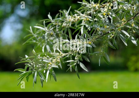 Olivenzweig in Blume, Olivenbaum (Olea europaea), auch echter Olivenbaum Rosengarten in Oberderdingen Stockfoto