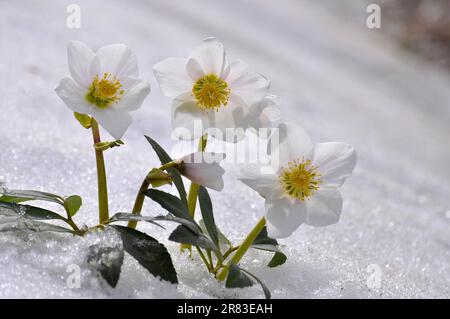 Schneerollen, Weihnachtsrosen (Helleborus niger) im Schnee, Thaw Stockfoto