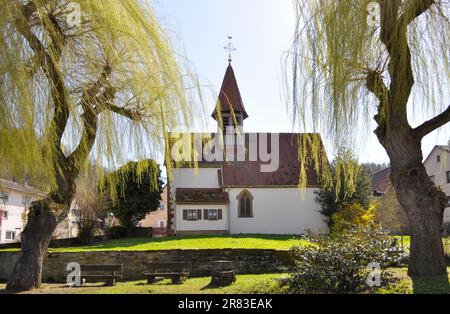 Kirche in Hohenklingen, frische Triebe von Trauerweide (Salix babylonica) im Frühling, starker Wind, Trauerweide Stockfoto