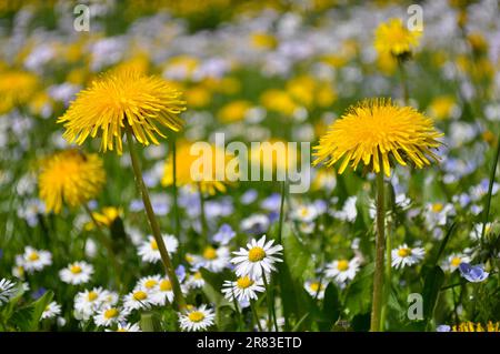 Wiese mit Wiesenschaum und Löwenzahn in Blüten, Gänseblümchen (Bellis perennis), Lilien, Gänseblümchen, Löwenzahn (Taraxacum sect. Ruderalia) Stockfoto