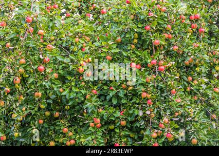 Rote Äpfel in einem Baum Stockfoto