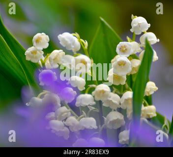 Mayflower (Leucojum vernum) blüht im Garten, Frühlingskännchen, Mullein, Marchblume, großer Schneefall Stockfoto