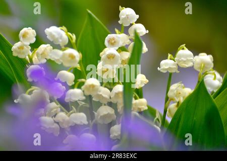 Mayflower (Leucojum vernum) blüht im Garten, Frühlingskännchen, Mullein, Marchblume, großer Schneefall Stockfoto