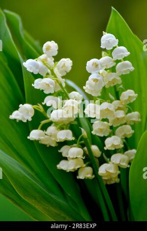 Mayflower (Leucojum vernum) blüht im Garten, Frühlingskännchen, Mullein, Marchblume, großer Schneefall Stockfoto