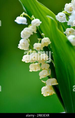 Mayflower (Leucojum vernum) blüht im Garten, Frühlingskännchen, Mullein, Marchblume, großer Schneefall Stockfoto