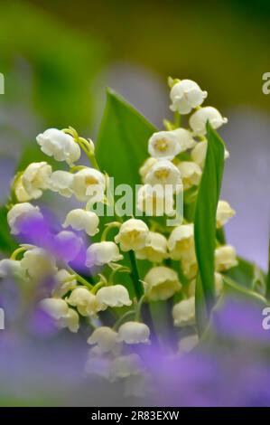 Mayflower (Leucojum vernum) blüht im Garten, Frühlingskännchen, Mullein, Marchblume, großer Schneefall Stockfoto