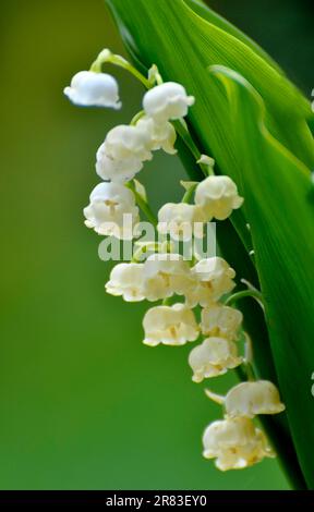 Mayflower (Leucojum vernum) blüht im Garten, Frühlingskännchen, Mullein, Marchblume, großer Schneefall Stockfoto