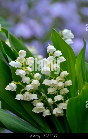 Mayflower (Leucojum vernum) blüht im Garten, Frühlingskännchen, Mullein, Marchblume, großer Schneefall Stockfoto