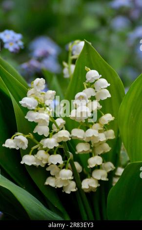 Mayflower (Leucojum vernum) blüht im Garten, Frühlingskännchen, Mullein, Marchblume, großer Schneefall Stockfoto