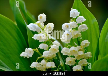 Mayflower (Leucojum vernum) blüht im Garten, Frühlingskännchen, Mullein, Marchblume, großer Schneefall Stockfoto