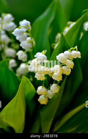 Mayflower (Leucojum vernum) blüht im Garten, Frühlingskännchen, Mullein, Marchblume, großer Schneefall Stockfoto