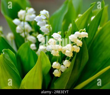 Mayflower (Leucojum vernum) blüht im Garten, Frühlingskännchen, Mullein, Marchblume, großer Schneefall Stockfoto