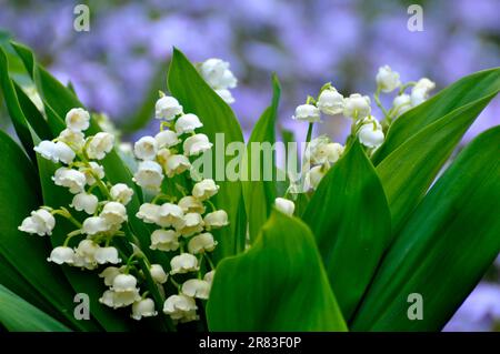 Mayflower (Leucojum vernum) blüht im Garten, Frühlingskännchen, Mullein, Marchblume, großer Schneefall Stockfoto