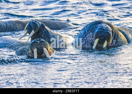 Walrosse im Wasser in der Arktis Stockfoto