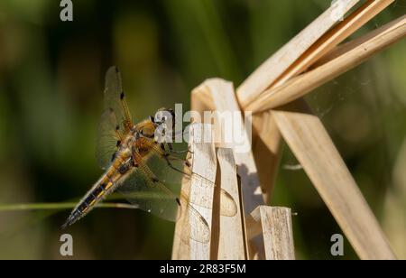 Libelle in der Morgensonne. Stockfoto