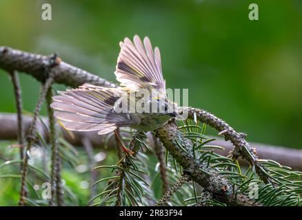 Goldcrest Regulus regulus fliegt in einem Baum herum, North Norfolk, Großbritannien Stockfoto