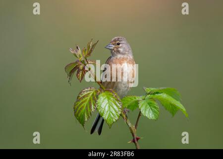 Common Linnet Carduelis Cannabina hoch oben im Busch North East Norfolk, Großbritannien. Stockfoto