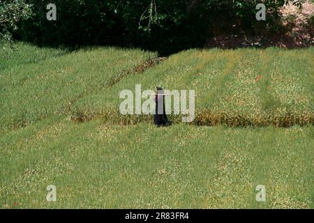 Bauernfrau auf dem Weg zu ihrem Feld im Dades-Tal, hoher Atlas (Marokko) Stockfoto