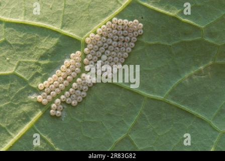 Schmetterlingseier unter Kressblättern, klein, weiß (Pieris rapae) Stockfoto