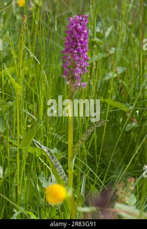 Breitblättrige Orchidee (Dactylorhiza majalis), auch Breitblättriger Fuchshandschuh Stockfoto