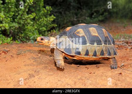 Eine kleine Angulatschildkröte (Chersina angulata) in einem natürlichen Lebensraum, Südafrika Stockfoto