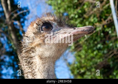 Straußenporträt im Etosha-Nationalpark, Namibia Stockfoto