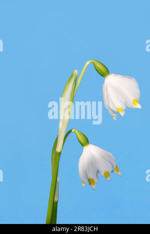 Sintlandschaften mit Schneetropfenblumen Stockfoto