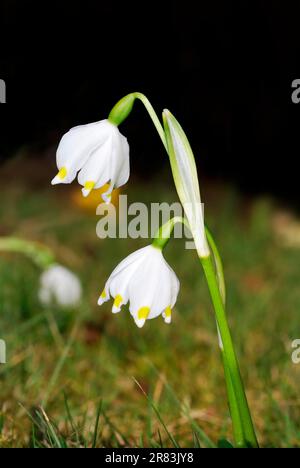 Sintlandschaften mit Schneetropfenblumen Stockfoto