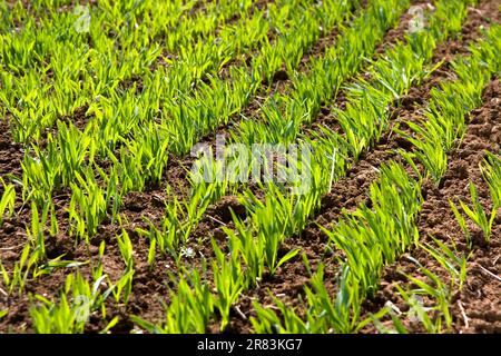 Grüne Sprossen und Laub von Winterweizen Stockfoto