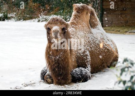 Kamele im Winter Stockfoto