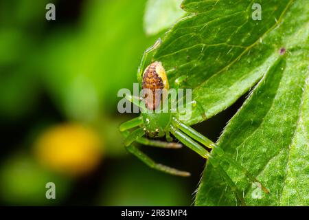 Die Grüne Krabbenspinne, Diaea dorsata, jagt Beute auf einer Anemonblume aus weißem Holz. Stockfoto