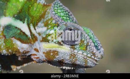 Nahaufnahme eines neugierigen Chamäleons, das an sonnigen Tagen aufblickt. Panther Chamäleon (Furcifer pardalis) Stockfoto