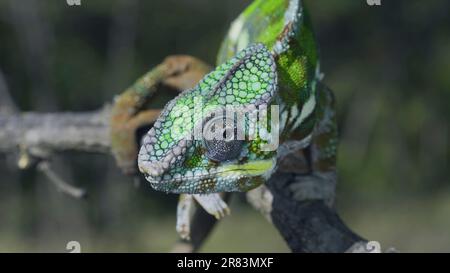 Porträt des hellen Panther Chamäleons (Furcifer pardalis) in die Kamera Stockfoto